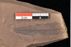 Foto (Detailsansicht) von Engelhardia orsbergensis, (Wessel et Weber) Jähnichen, Mai et Walther (NHMW-GEO-2024-0188-0841)